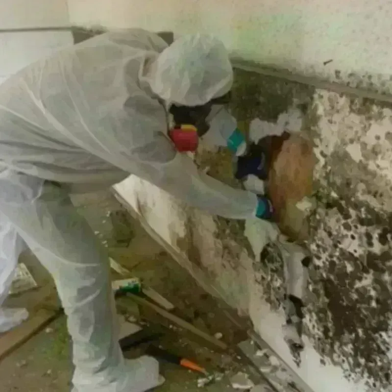 Mold Remediation and Removal in Edison, GA